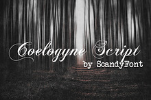 Coelogyne Script - Calligraphy Font