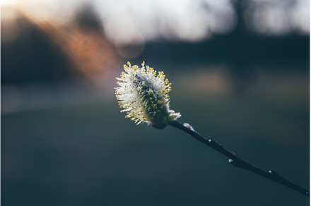 Willow flower close-up against, a Nature Photo by Yummypic