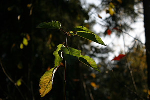 Autumn forest ambience 03