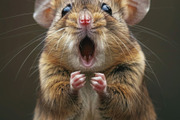 236 surprised animals, an Animal Photo by Handmadefont (Thumbnail 111 of 241)