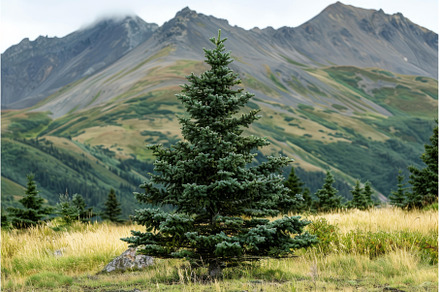 Lone pine tree standing tall in, a Nature Photo by Ylivdesign