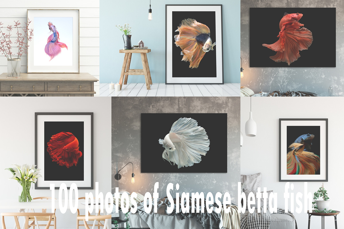 100 Photos of The Siamese Betta fish, an Animal Photo by coffeelover (Photo 1 of 12)