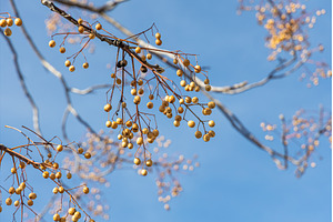 The beautiful melia tree with seeds, a Nature Photo by Illustrations&photos