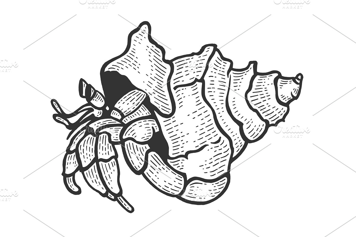 Hermit crab sea animal sketch vector, an Animal Illustration by AlexArt