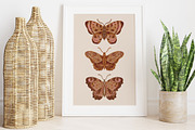 Watercolor Butterflies and Moths, an Object Graphic by Tiger and Flower (Thumbnail 3 of 17)