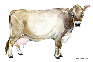 Cow Breeds. Cattle Watercolor Set