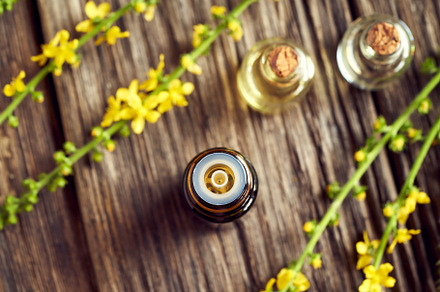 A bottle of essential oil or tincture with fresh agrimony flower, a Health & Medical Photo by Madeleine Steinbach