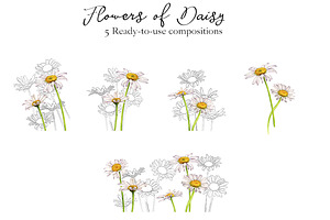 Flowers Of Daisy