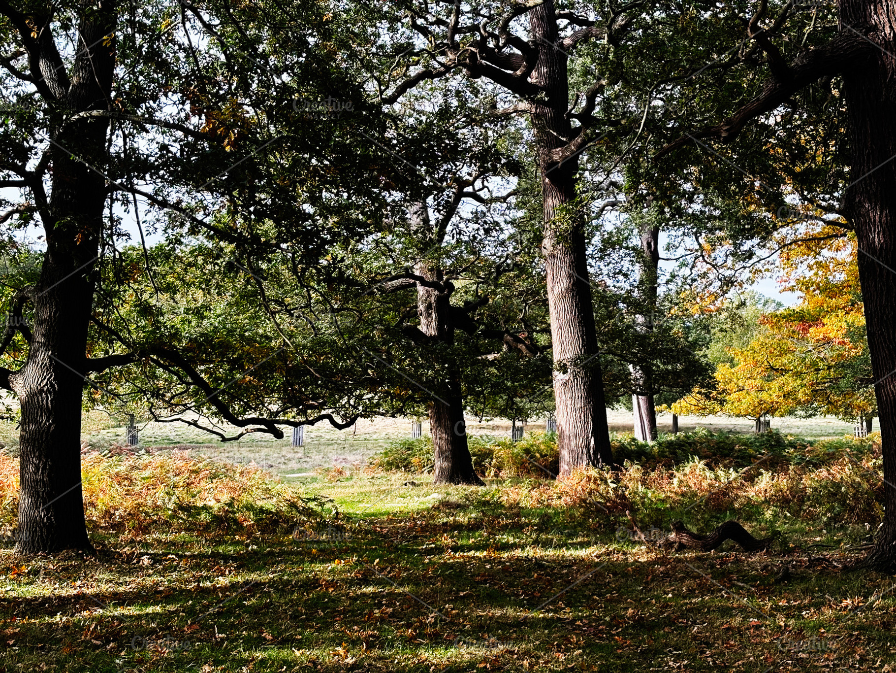 Autumn forest scene in London park with tall trees, dappled light, and fallen l, a Nature Photo by AS photostudio