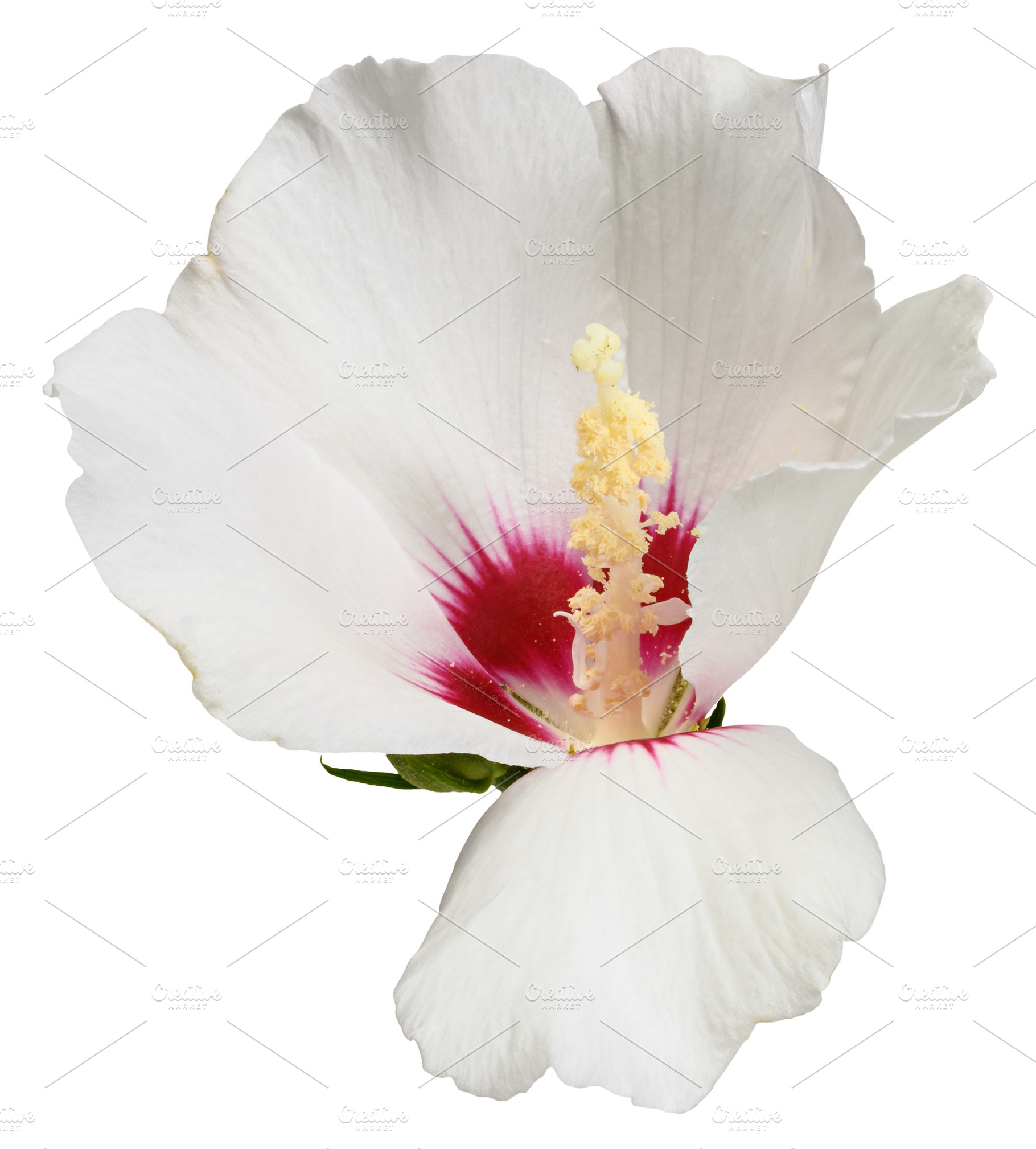 White hibiscus flower, isolated background., a Nature Photo by ndanko