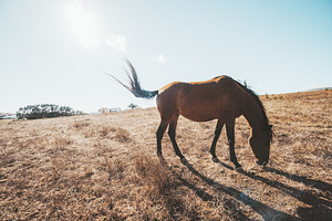 Horse Grazing in Sunlit Dry Field, an Animal Photo by SkyNext