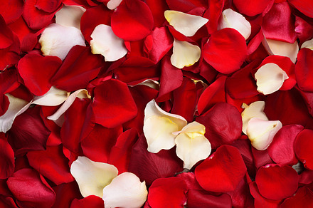 Rose petals featuring rose, petals, and red preview 6
