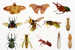 Watercolor Insects Clipart Set