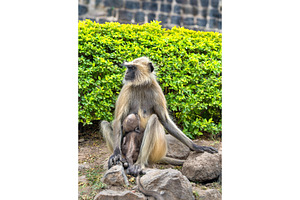 Gray langur monkeys at daulatabad fort in india featuring india, monkey, and, an Animal Photo by Leonid Andronov