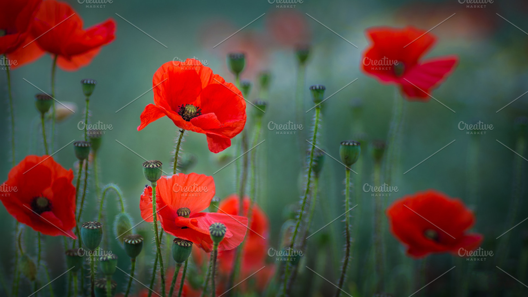 Poppies stock photo, a Nature Photo by Shoey Photography
