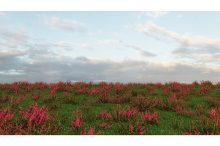 Field of red flowers on a light