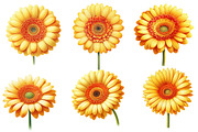 Whimsical gerbera spring Flower, an Illustration by Designworld (Thumbnail 5 of 5)