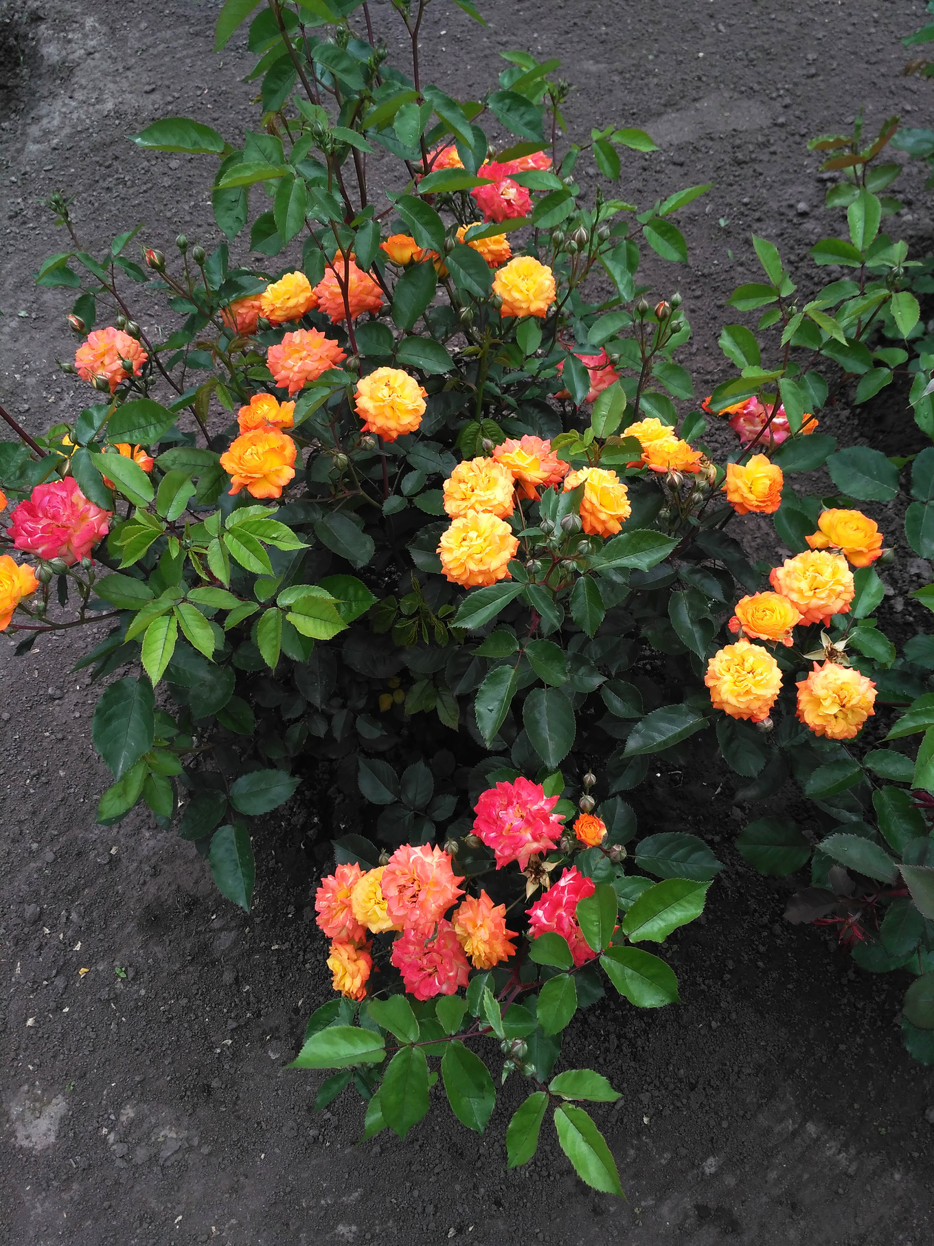 Multi coloured rose bush featuring rose, breeder, and rosa, a Nature ...