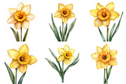Watercolor Daffodil Flower Clipart, an Illustration by DreamPrint404 (Thumbnail 4 of 7)
