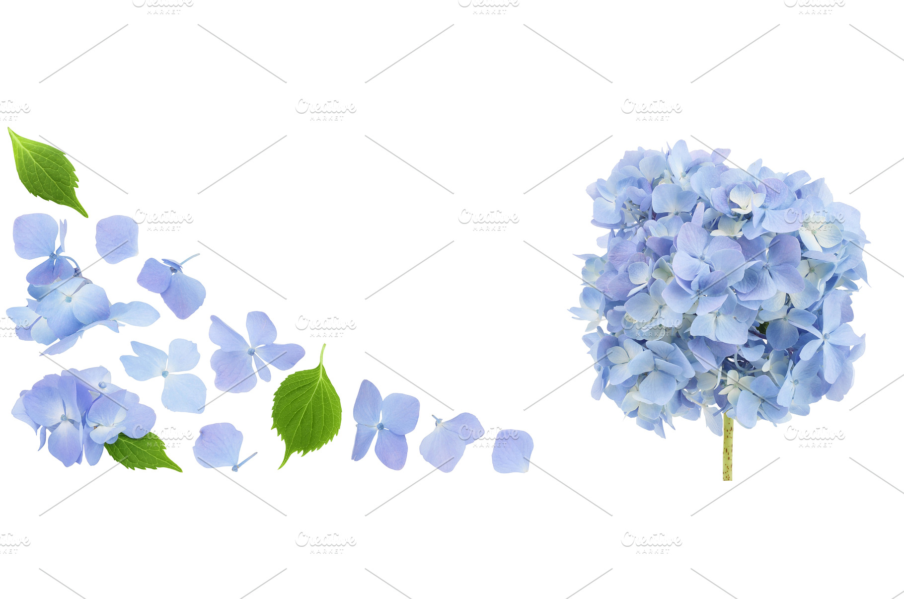 Blue Hydrangea flower isolated on, a Nature Photo by NataPhoto