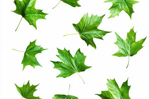 Green Maple Leaves Isolated on White, a Food & Drink Photo by Pixeness Studio