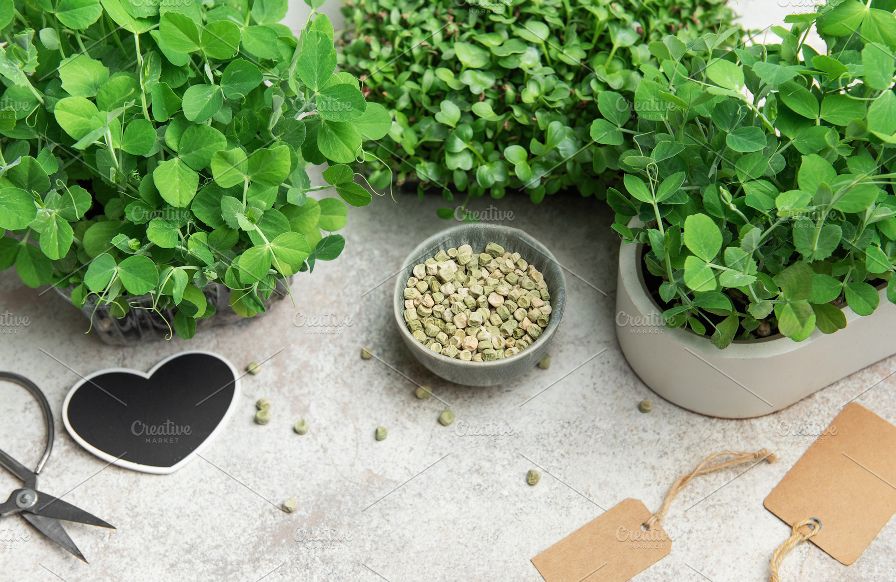 Gardener growing microgreens at home using seeds and pots, a Food & Drink Photo by Olena Rudo