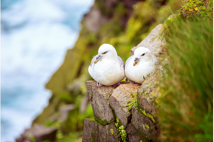 Couple of Northern Fulmar, Fulmarus, an Animal Photo by Nature and travel
