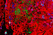 Bright red texture abstract,Recycled, an Abstract Photo by Manis recycle abstract (Thumbnail 3 of 3)