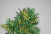 Pinanga coronata, an Environmental 3D Model by AndrewWhite (Thumbnail 17 of 25)