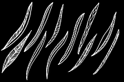 Decorative Sunflower Line Art Bundle, a Decorative Illustration by kristiangallagher (Thumbnail 9 of 9)