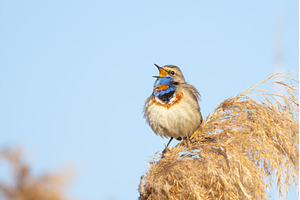 Brilliant Bluethroat Singing atop a, an Animal Photo by Pakosta
