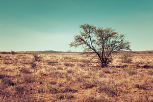 The bush