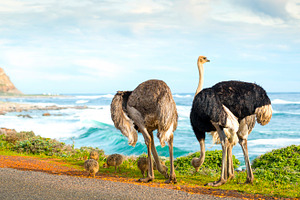 Ostrich Family Panorama, an Animal Photo by THP Creative