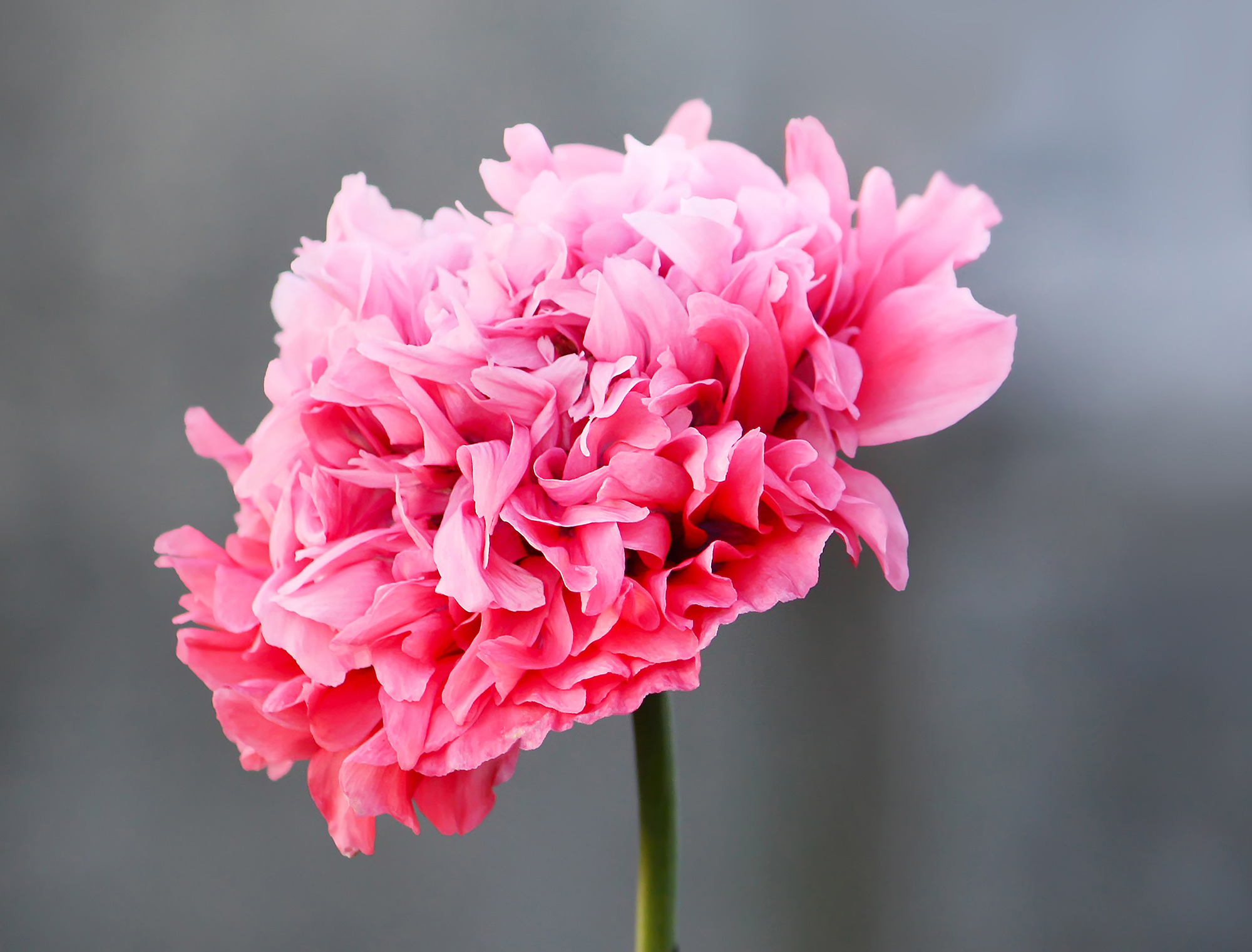 Pink poppy flower. Terry petals, a Nature Photo by pictures for you