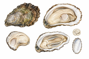 Oysters arranged on a plain surface, a Photo by Beautiful things