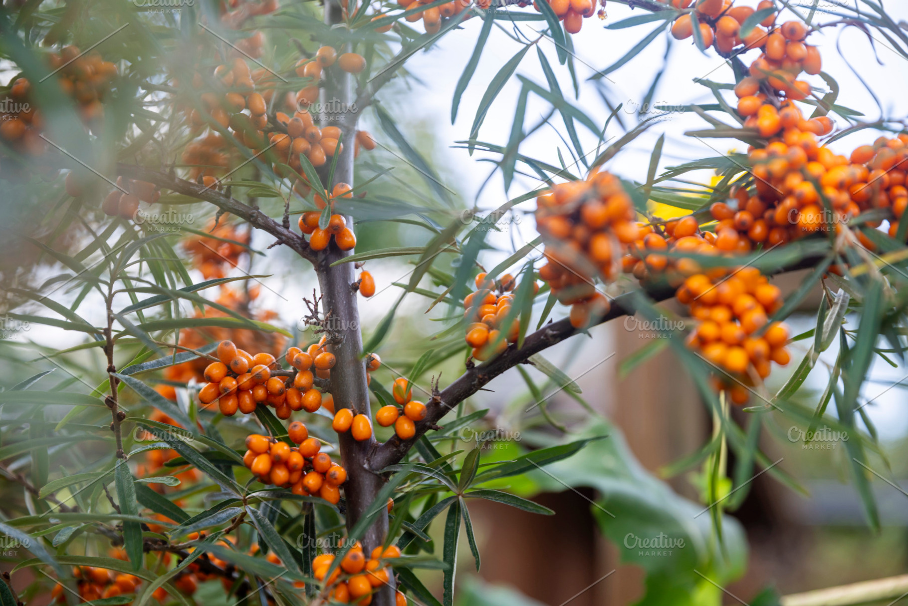 Clusters of bright orange sea buckthorn berries ripening on bran, a Nature Photo by Imaginarium