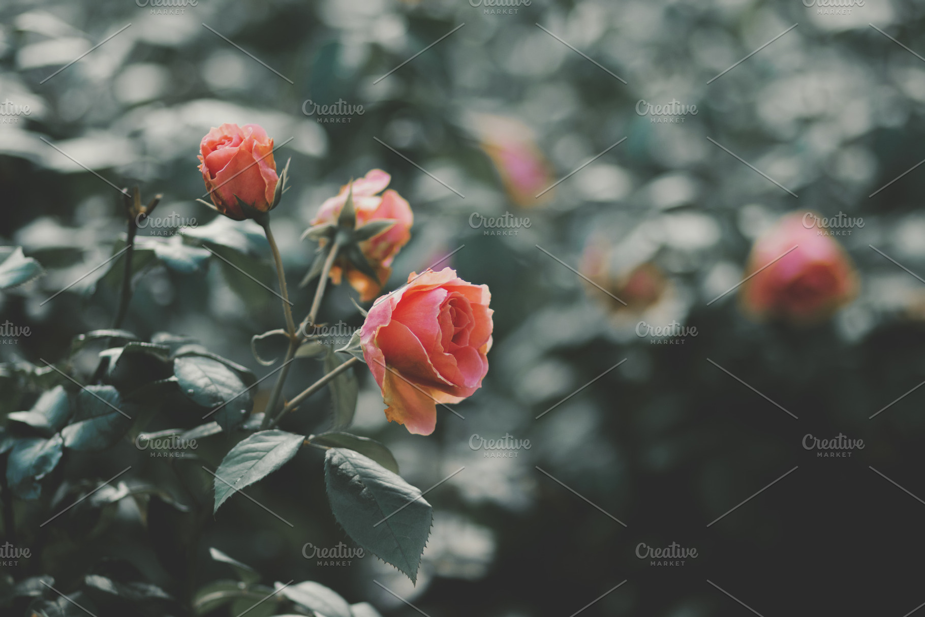 Soft Peach Rose Botanical Photo, a Nature Photo by René Jordaan Photography