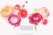 watercolor ranunculus clipart set, a Decorative Illustration by Patishop Art (Thumbnail 5 of 10)