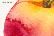 Watercolor Peach Fruits Clipart, a Food Illustration by Olga Begak Art & Design (Thumbnail 3 of 7)