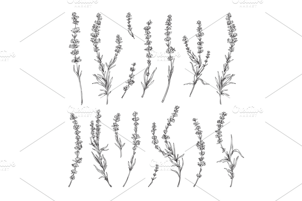 Lavender twigs with flowers elements, a Decorative Illustration by Sabelskaya