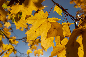 details of the maple tree and branches with foliage, view from below, a Photo by rsoollAI