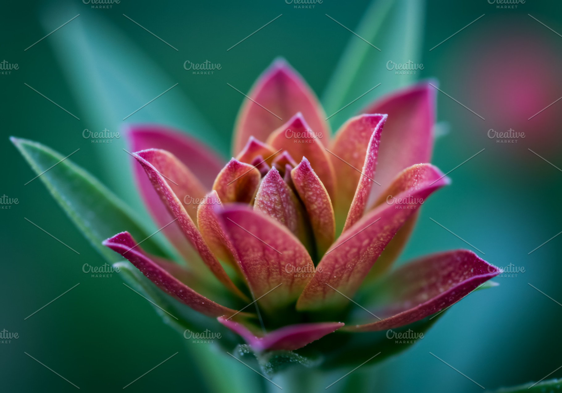 Close-up of a pink and orange flower, a Nature Photo by professorinc