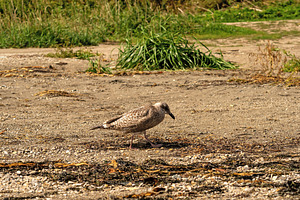 Juvenile seagull searching for food, an Animal Photo by Elena Vagengeim