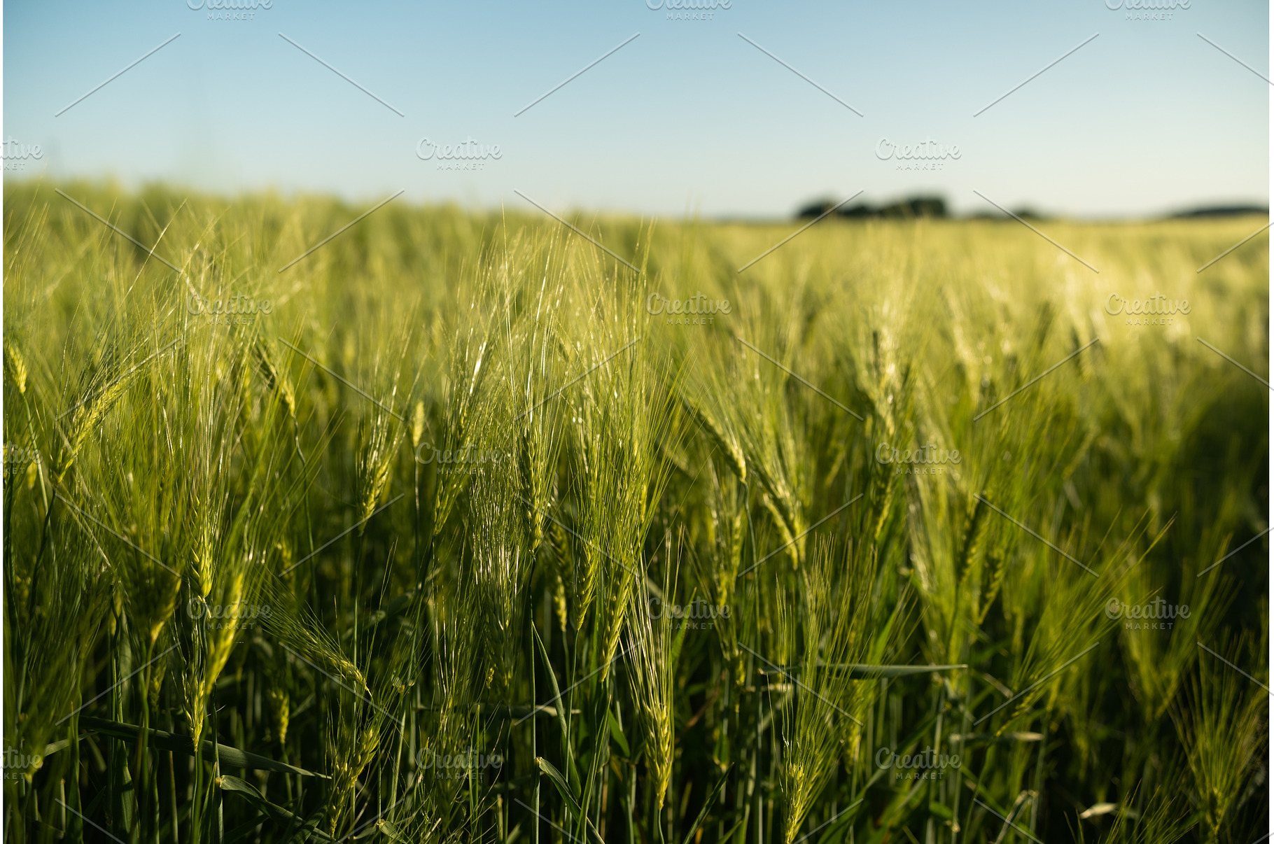 Barley field under clear blue sky in, a Nature Photo by volodymyrshtun13795
