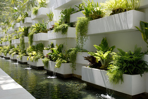 Plants by garden water feature, a Photo by Beautiful things
