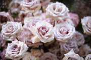 A Garden of Roses | Wedding, Events, a Nature Photo by Farewell (Thumbnail 36 of 41)