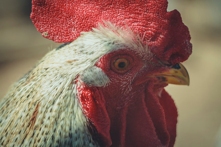 Mr rooster featuring rooster, chicken, and chick preview 6