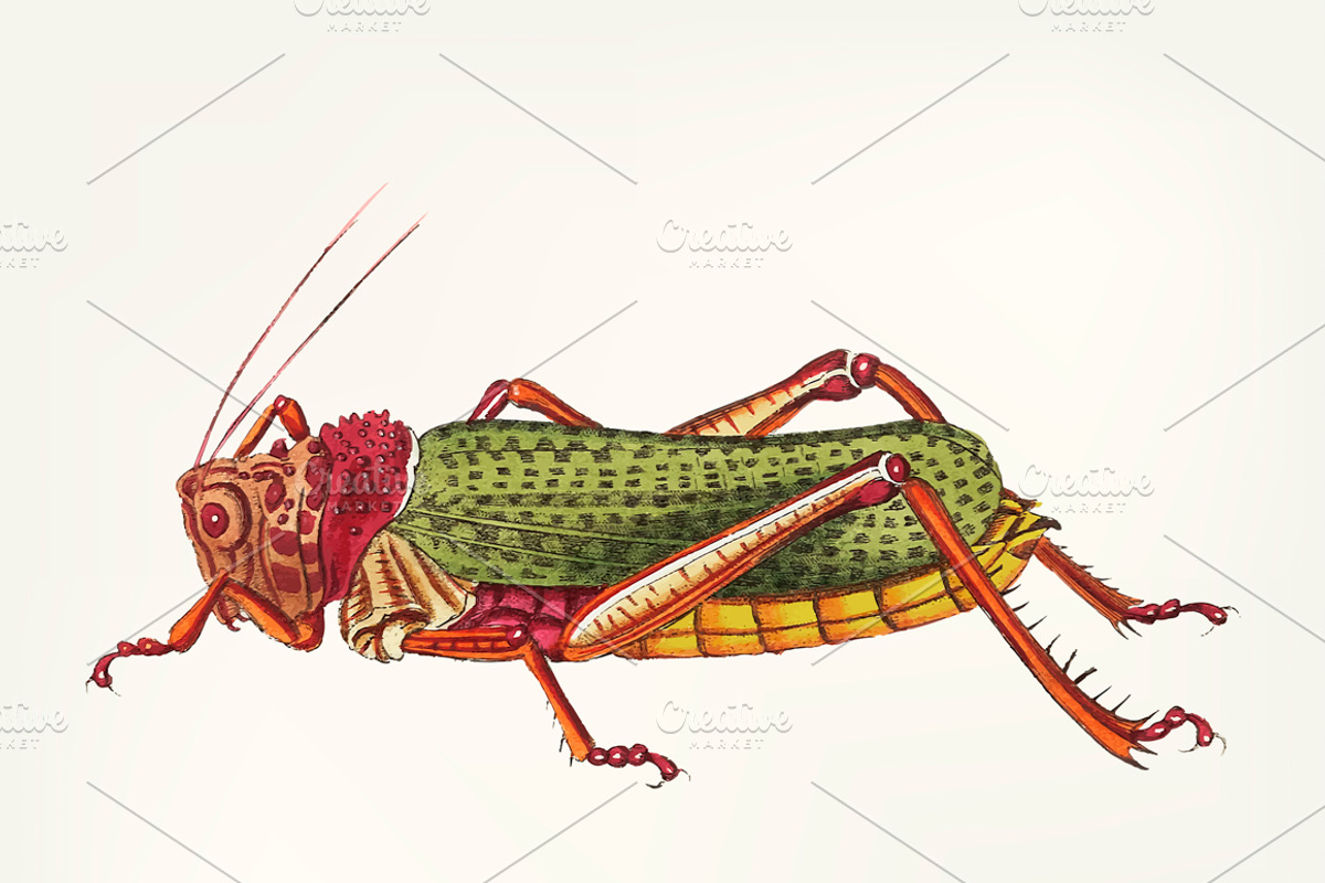 Hand drawn of granulated locust, an Animal Illustration by rawpixel ...