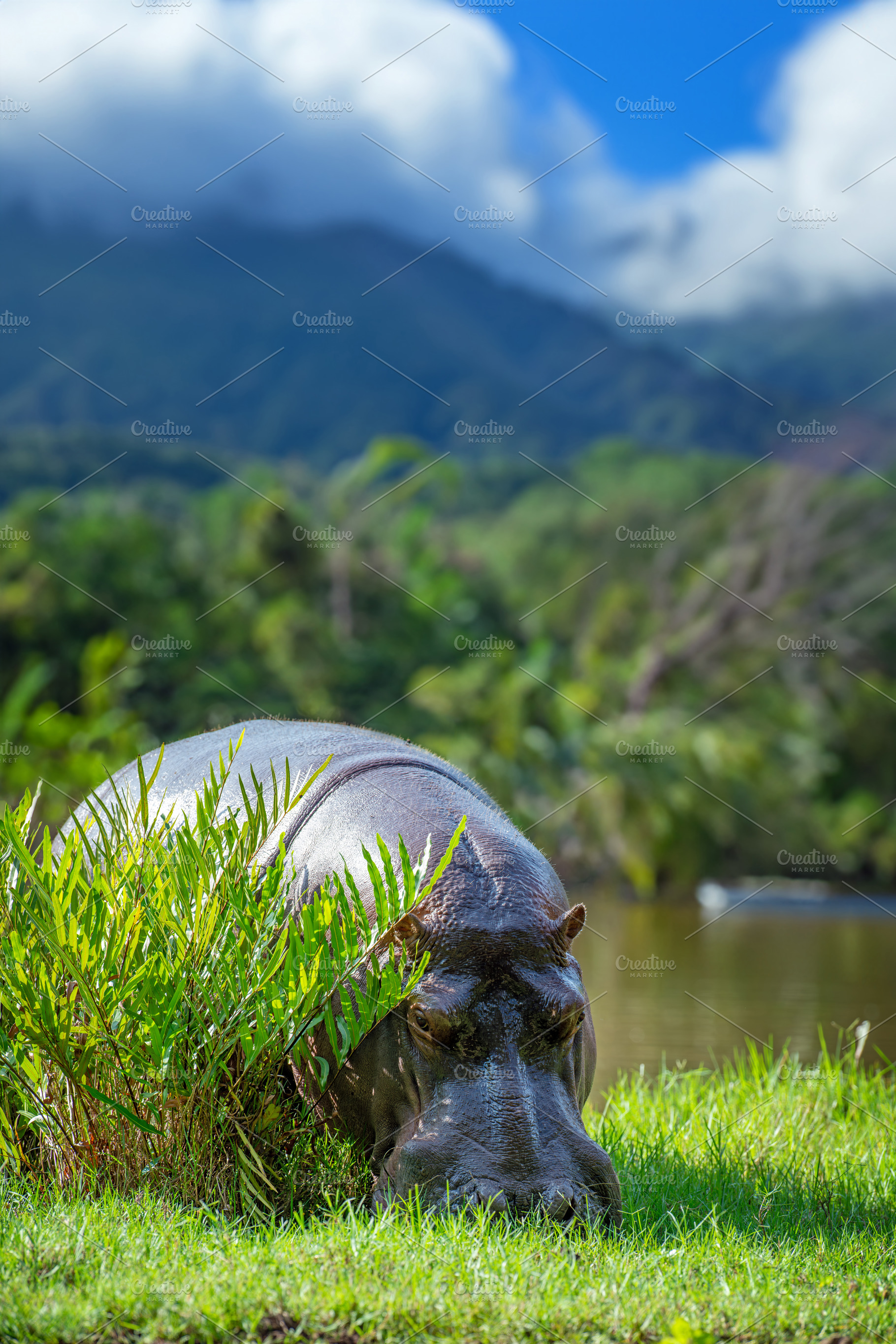 A large hippopotamus is grazing in a lush green field, an Animal Photo by Byrdyak