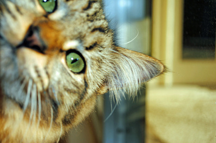 PeekaBoo Kitty